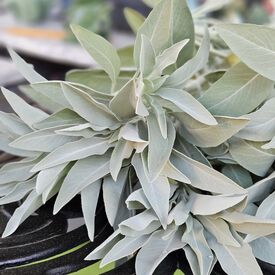 White, Sage Seed